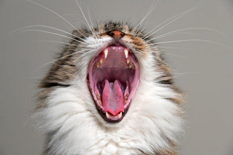 A cat with its mouth open