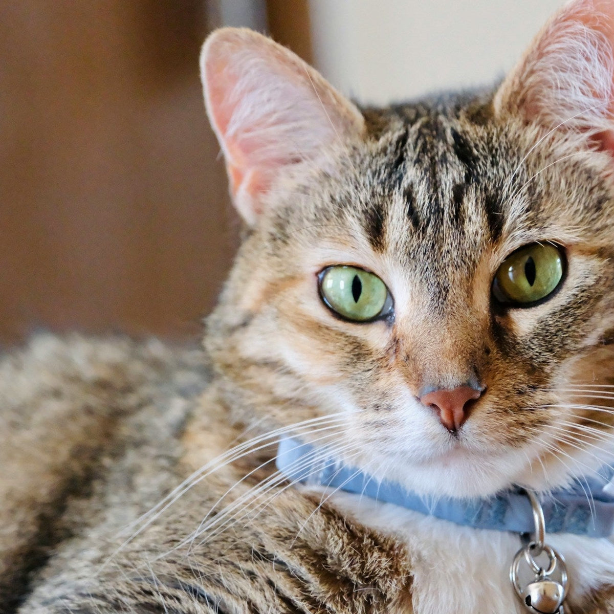 How to Train Your Cat to Wear a Collar – Neater Pets