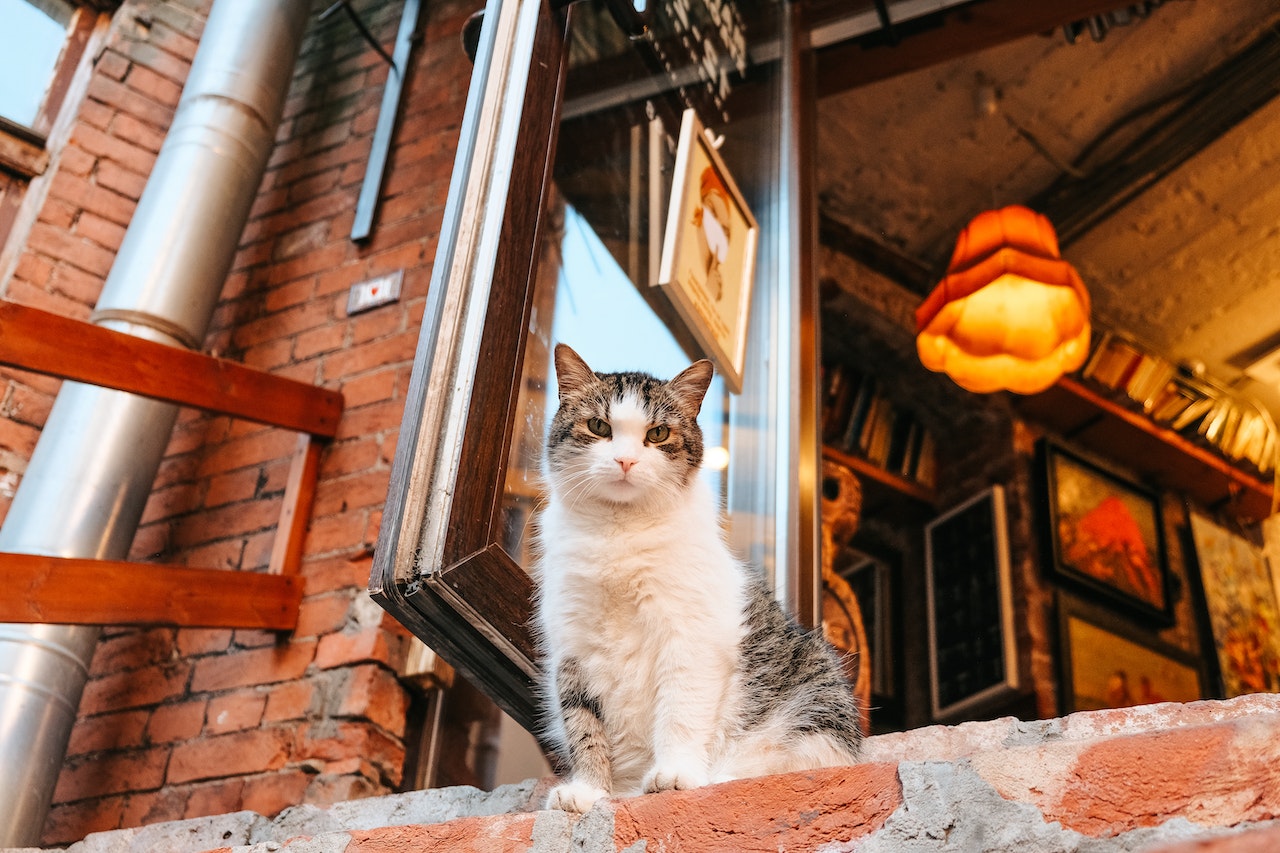 Cat sitting in window