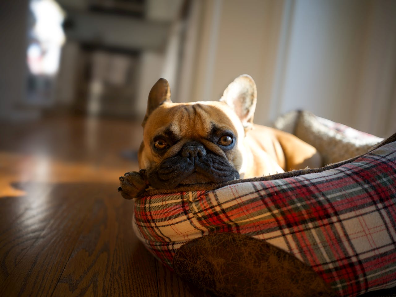French Bulldog laying in a bed