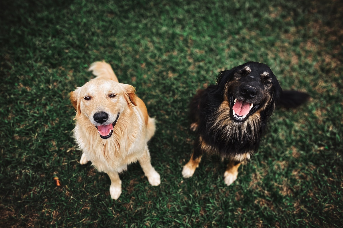 Dogs smiling