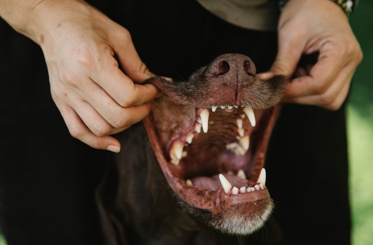 Dog showing teeth