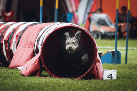 Dog in a tunnel at a dog show