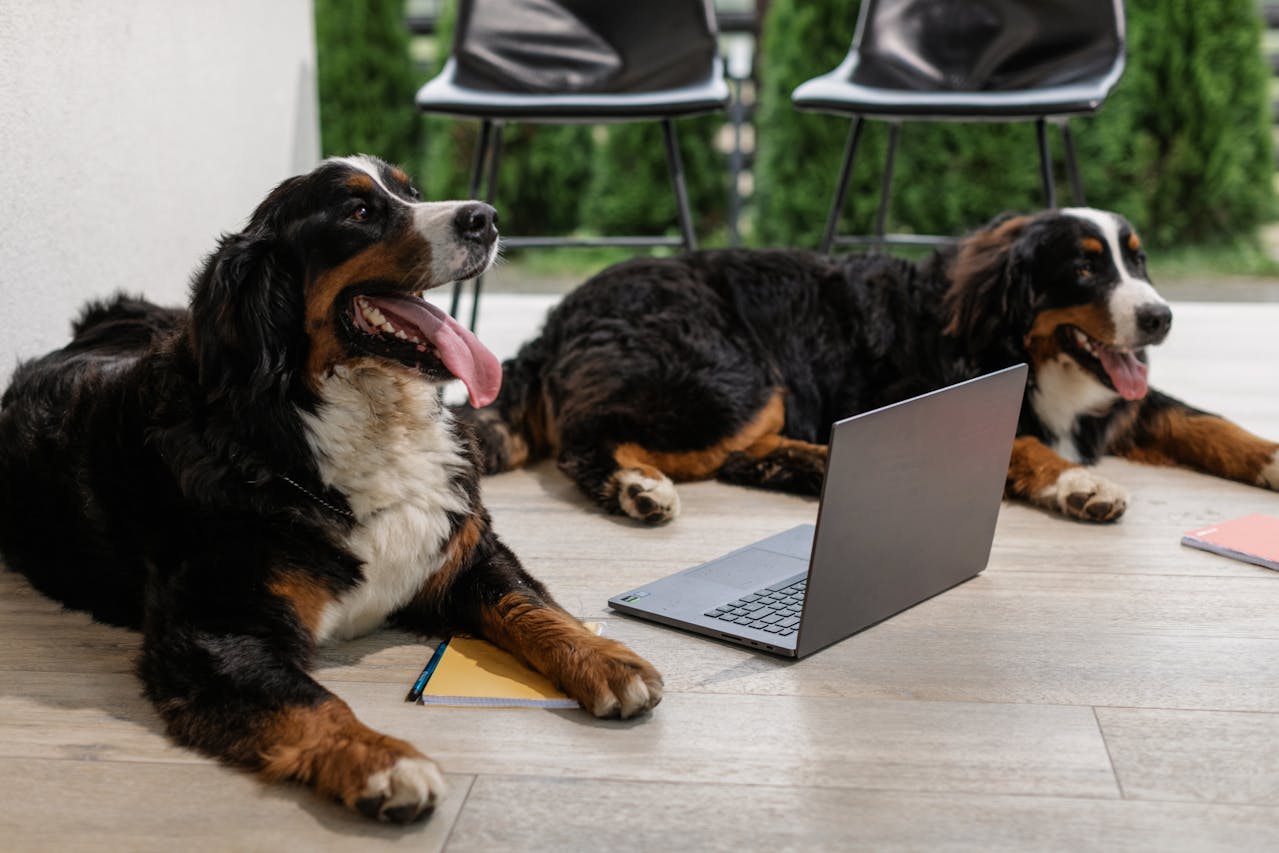 Dogs in an office laying on the ground