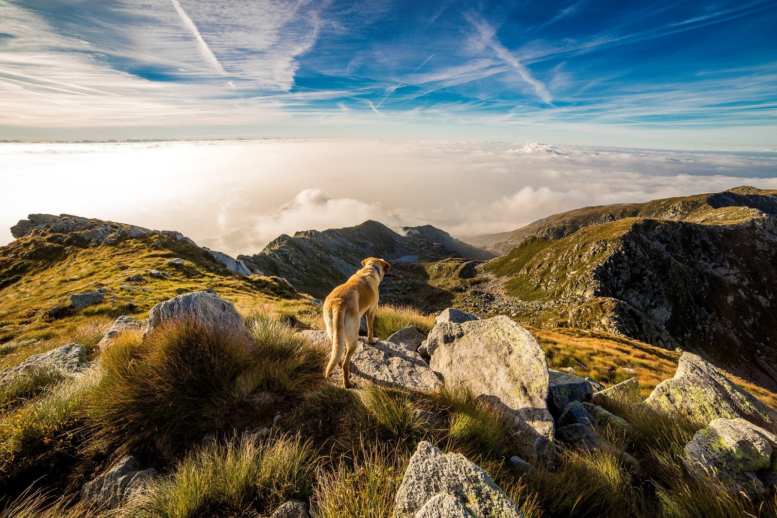 dog on hill