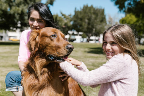 Woman and child playing with Golden Retriever at the park