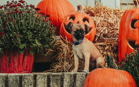 Dog sitting with pumpkins