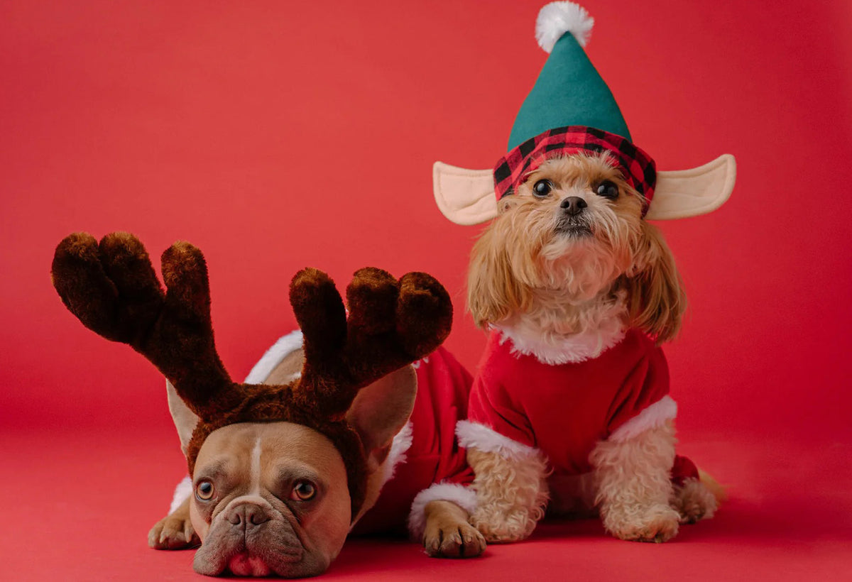 white christmas dresses Midlee Dog Santa Claus Costume main image 1