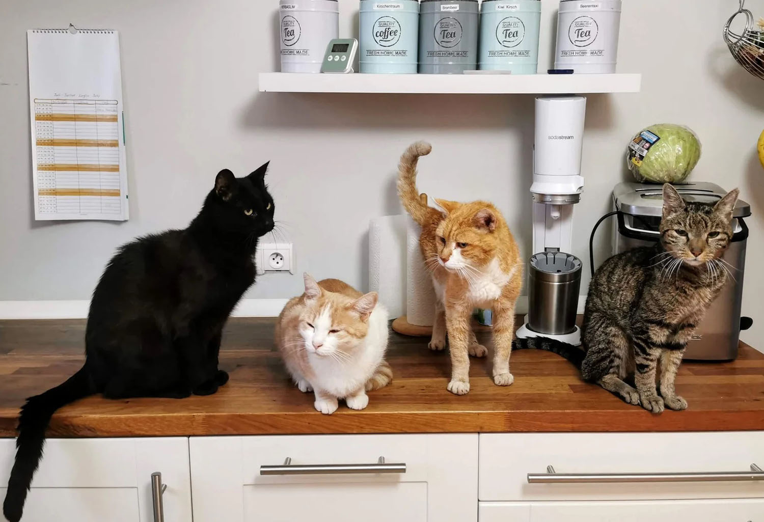 cats on kitchen counter