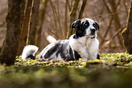 Dog laying in the woods