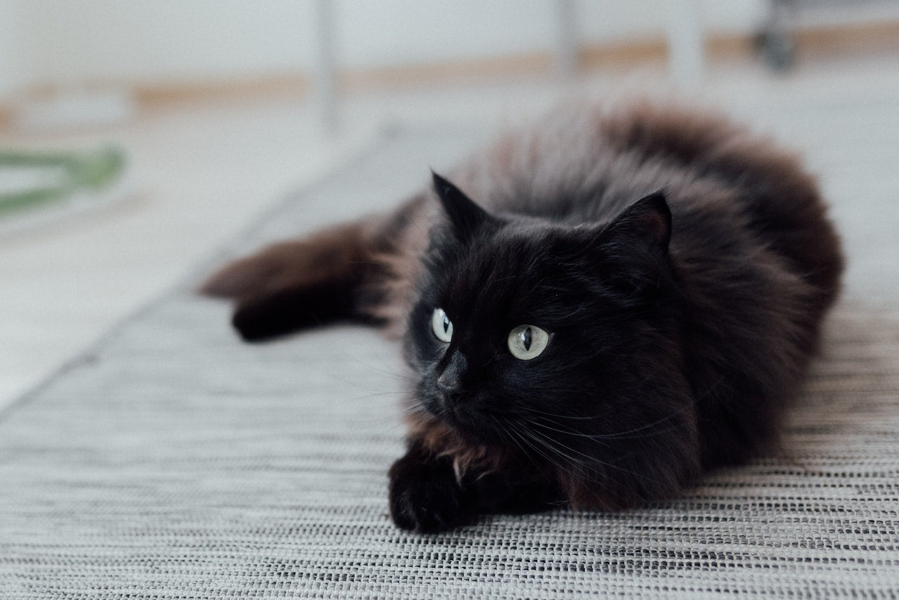 Black cat laying down