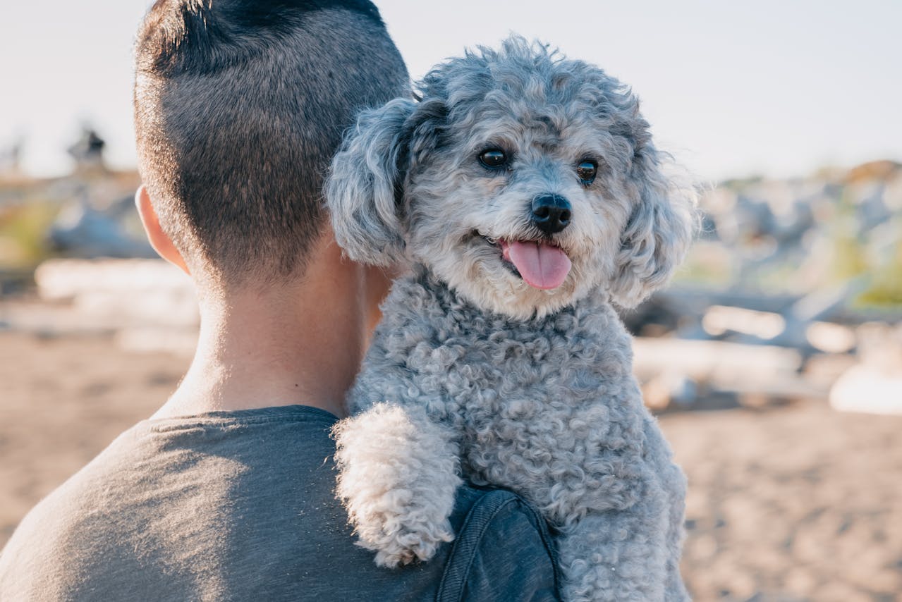 Toy poodle shops mix for