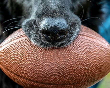 75+ Sports-Themed Pet Names for Dogs and Cats That Score Big