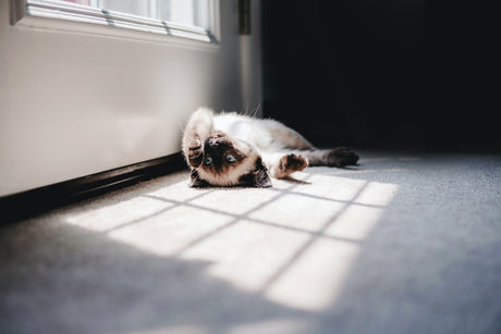 Cat sun bathing