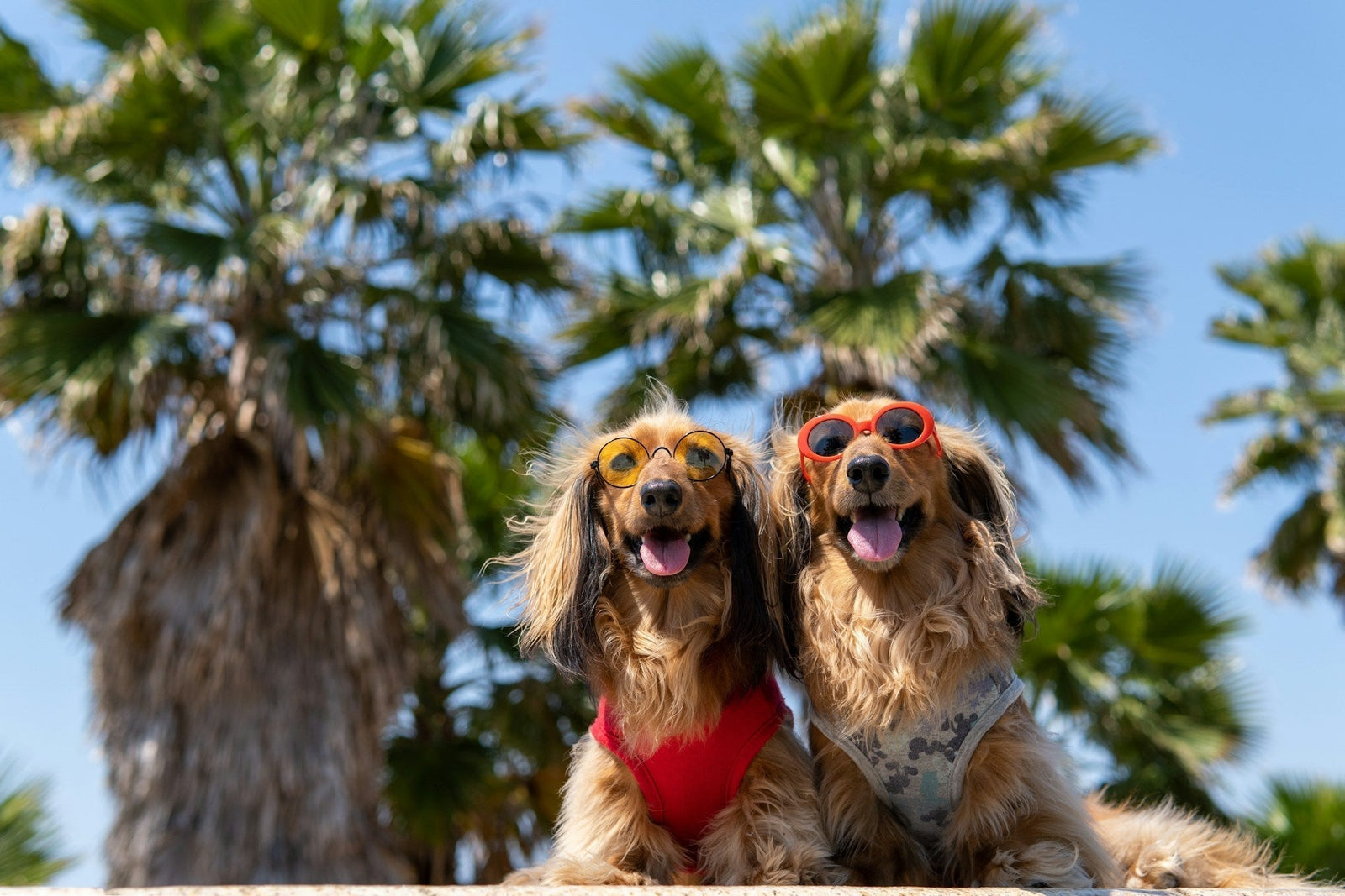 Dogs with sunglasses on