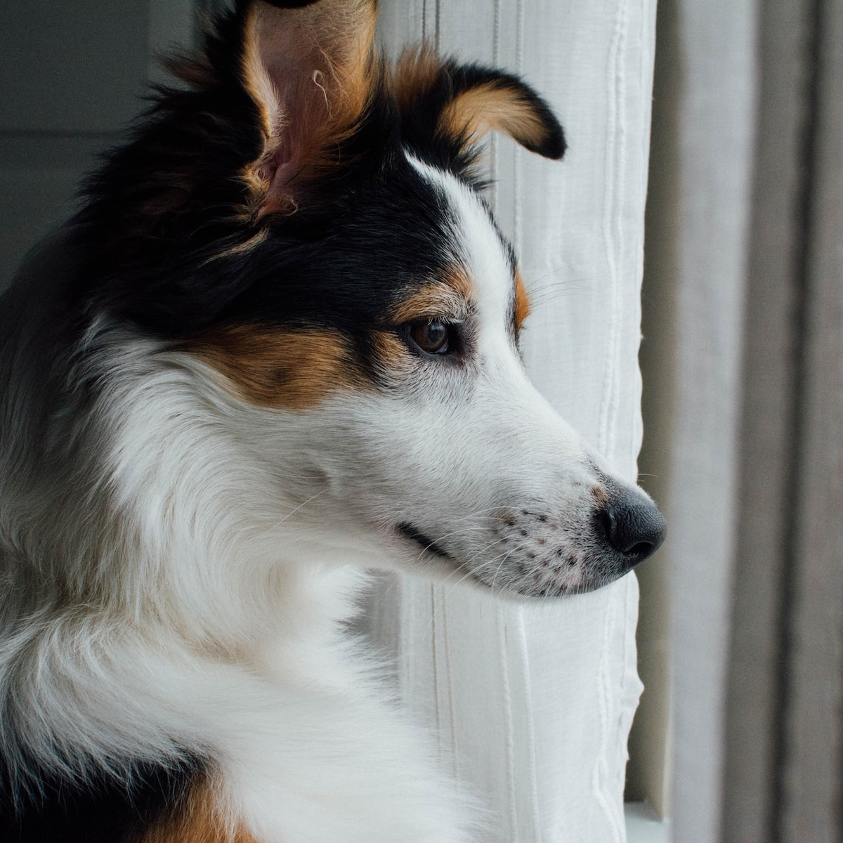 10 Tips on How to Calm Pets in a Thunderstorm Neater Pets