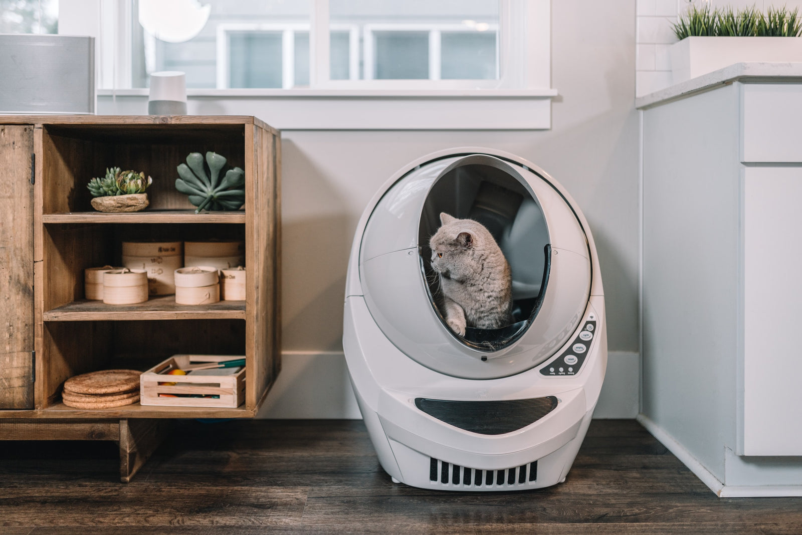 Cat in litter box