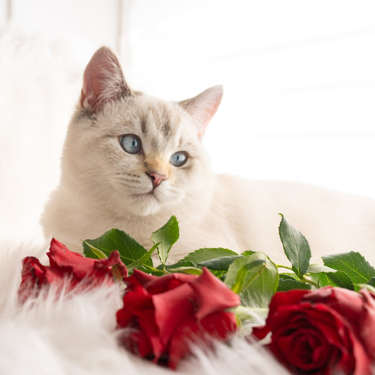 http://neaterpets.com/cdn/shop/articles/Valentinesday.jpg?crop=center&height=1200&v=1675107200&width=1200