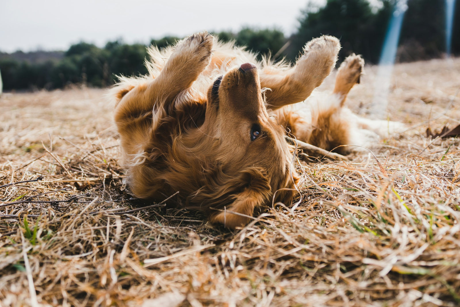 Dog scratching back on ground