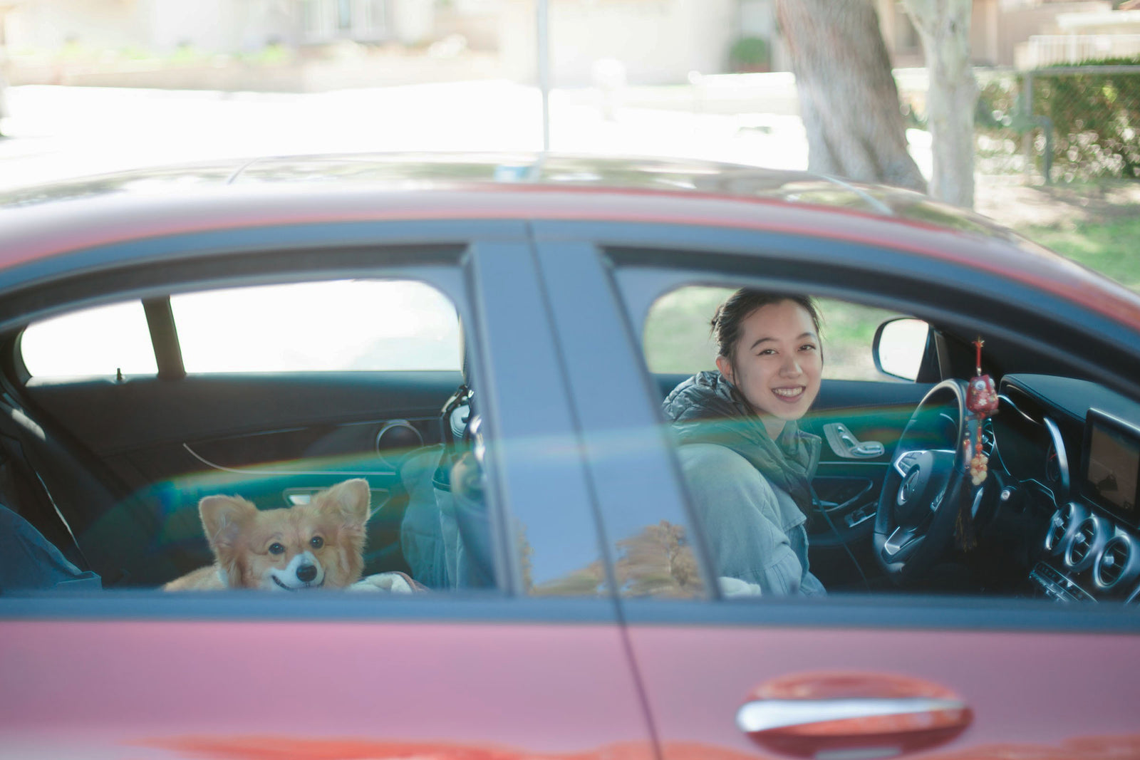 Corgi in car with owner