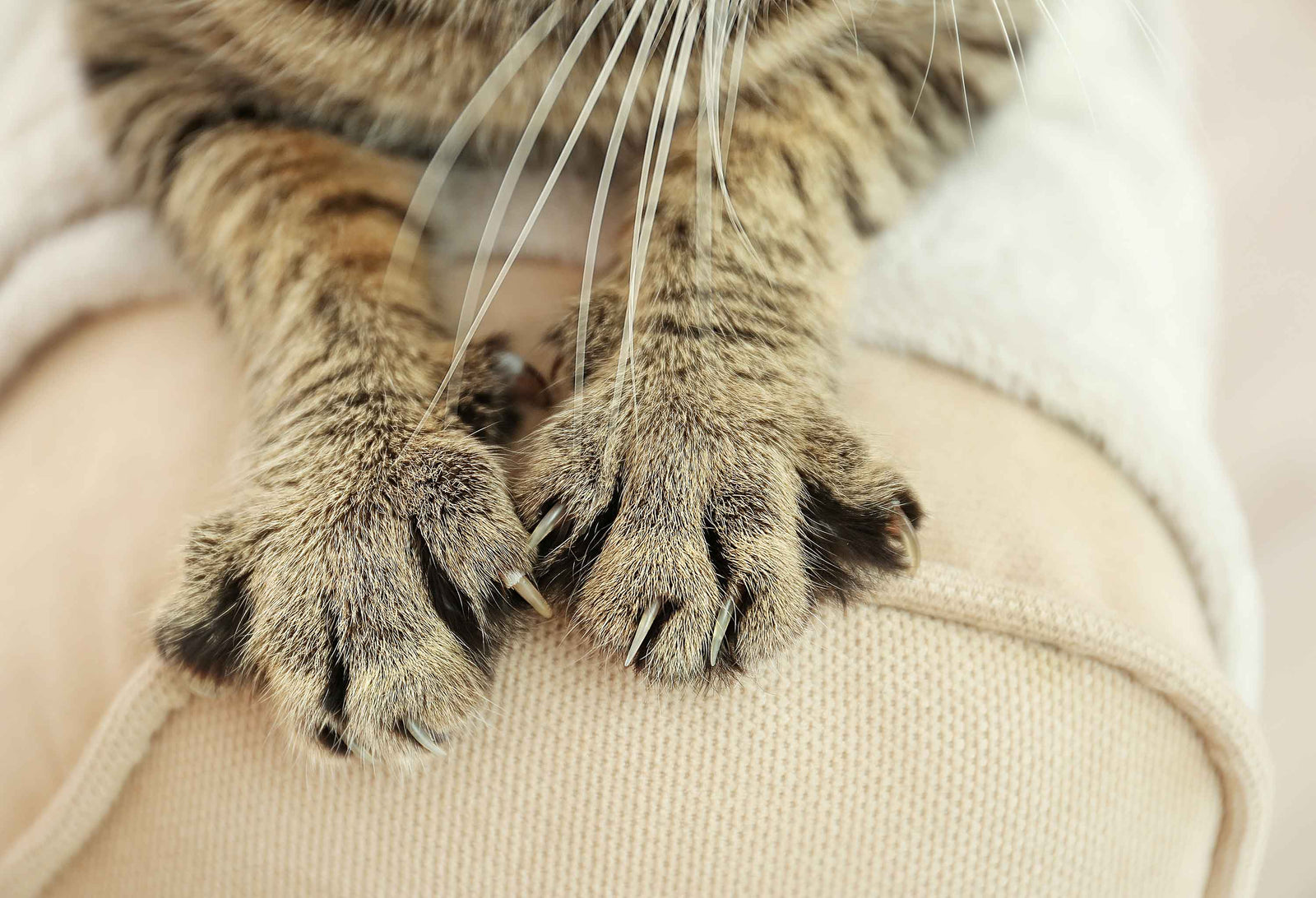 Cat nails on blanket