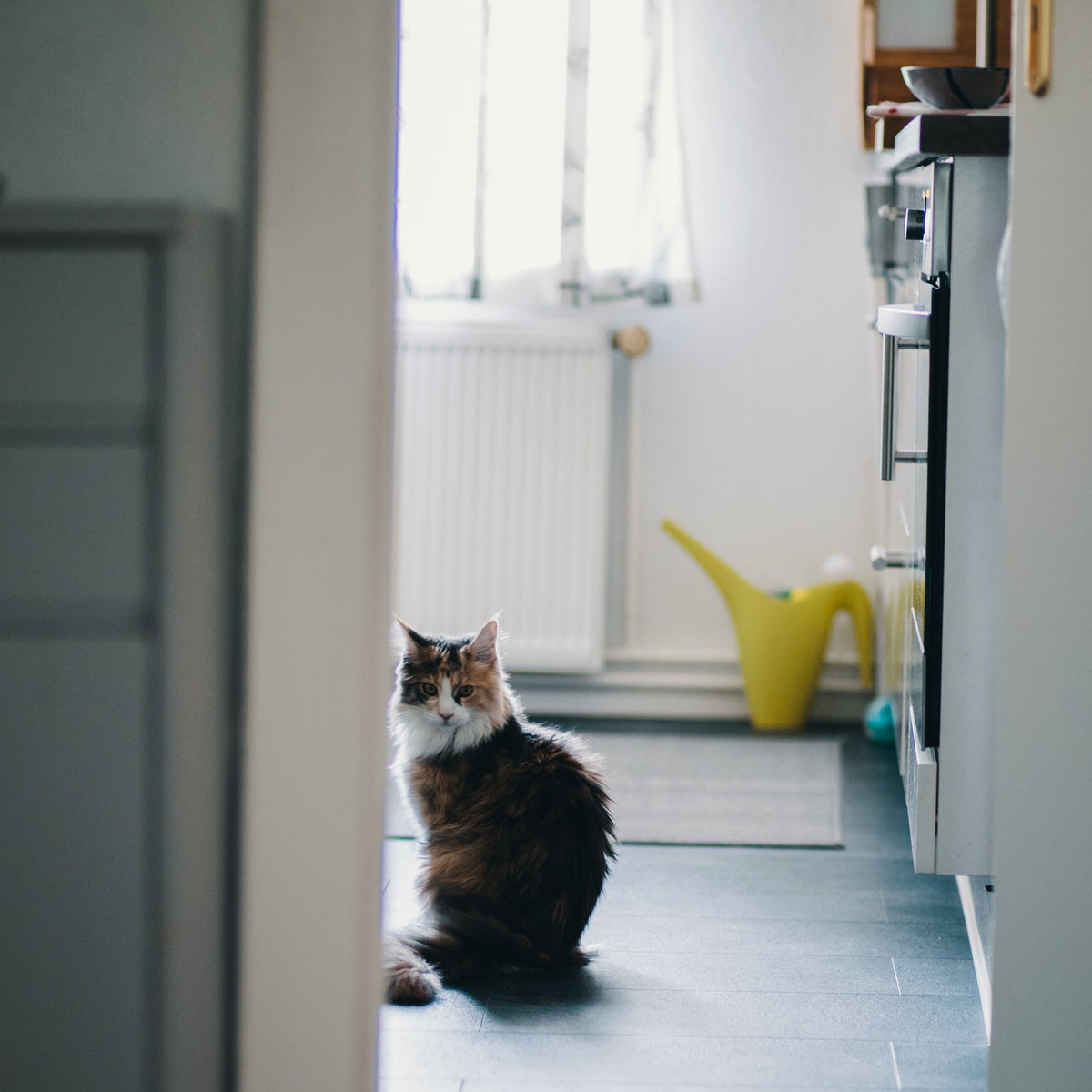 Help! My Cat's Not Using Their Litter Box! – Neater Pets