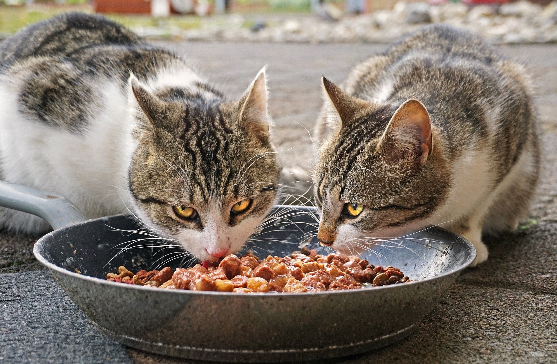 The 5 Best Slow Feed Cat Bowls Updated 2020 Neater Pets