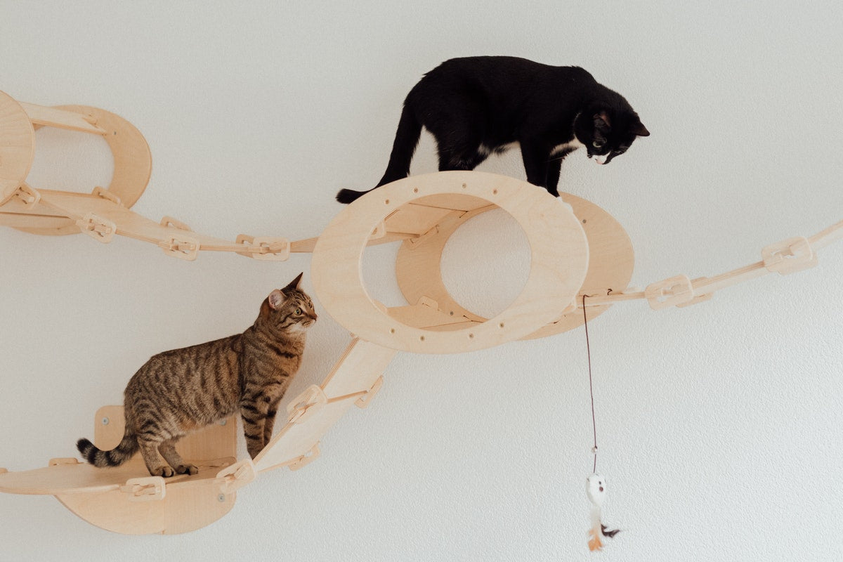 Cats in a cat tree