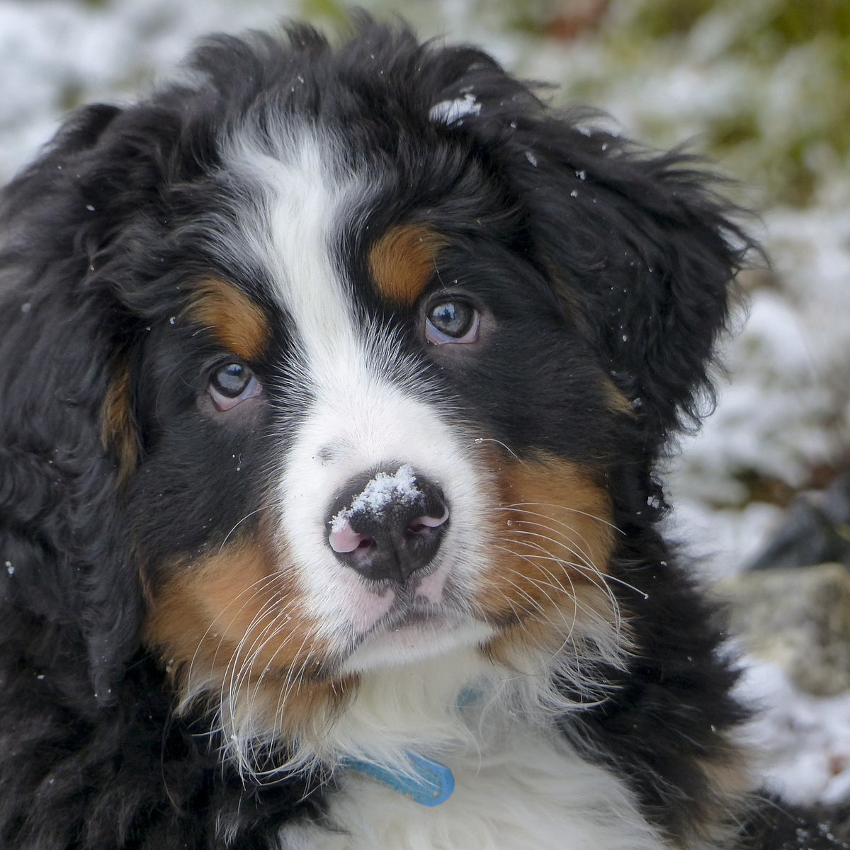 why are bernese mountain dogs so loving 2