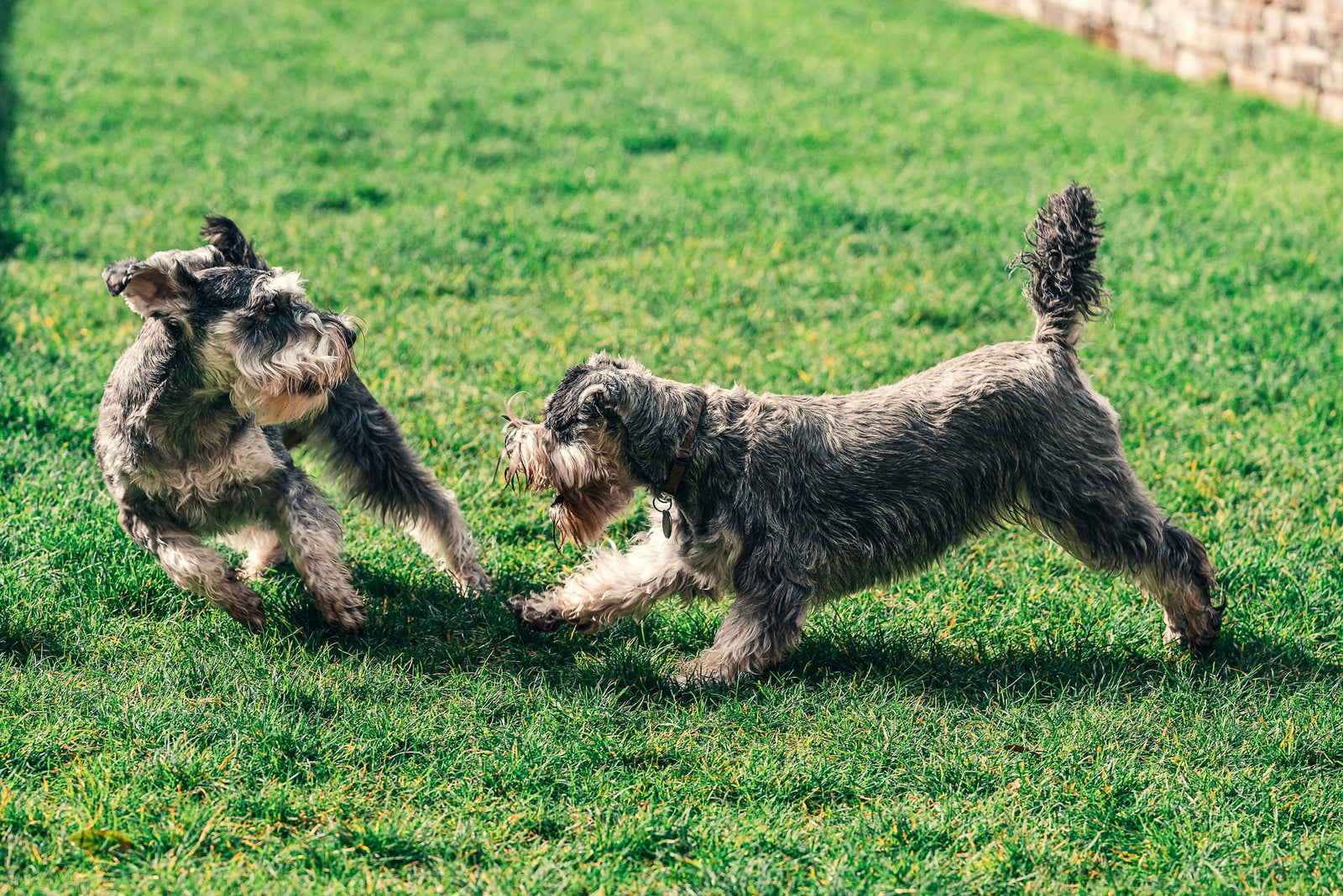 Dogs playing in yard