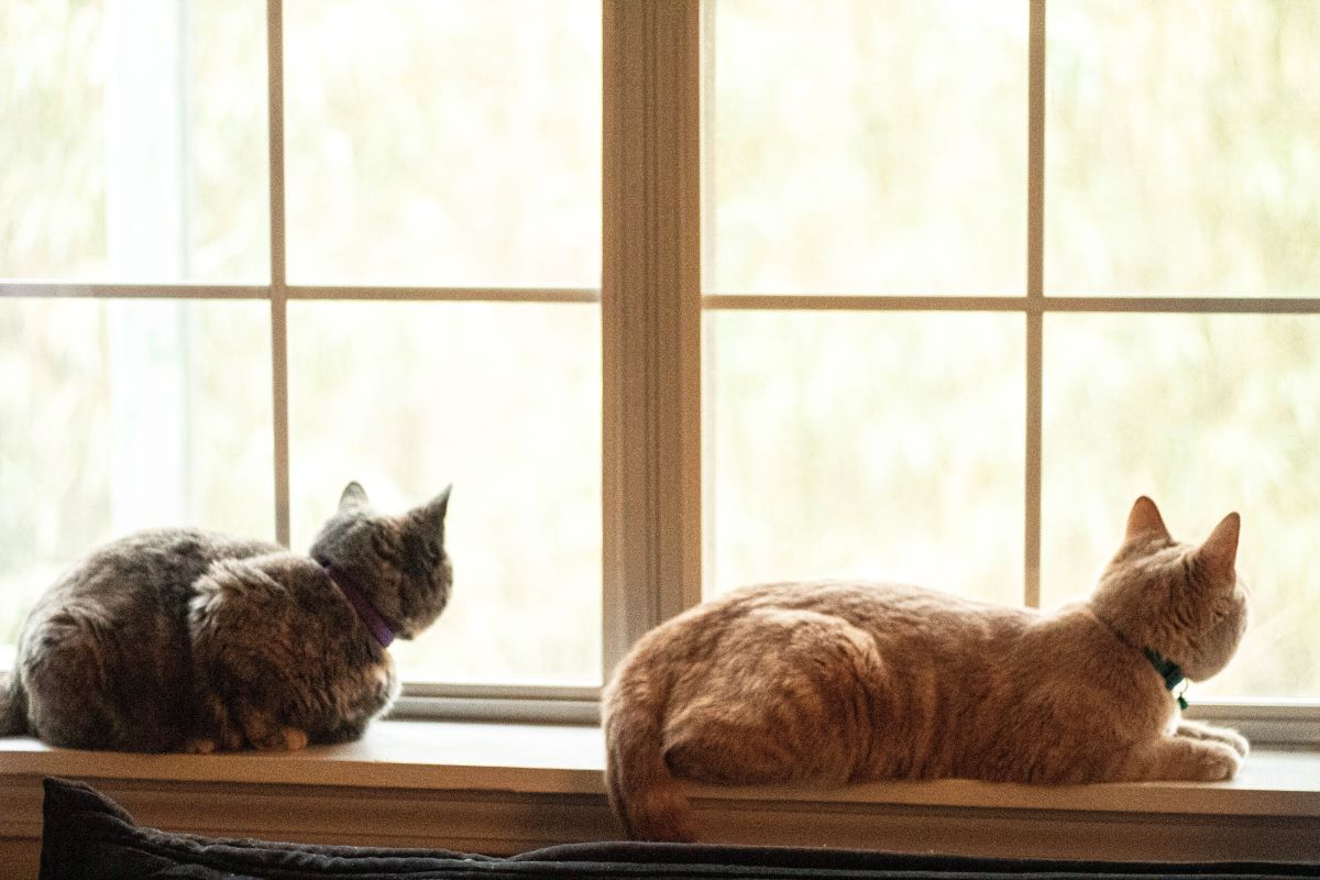 Cats laying on windowsill