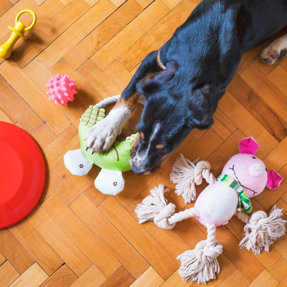 8 Tasty Treat Suggestions for the Neat-Lik Mat – Neater Pets