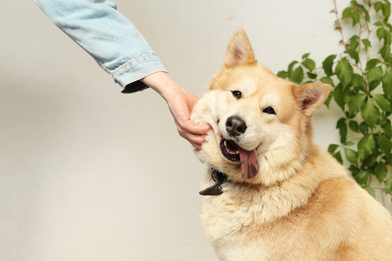 Dog phobia clearance therapy