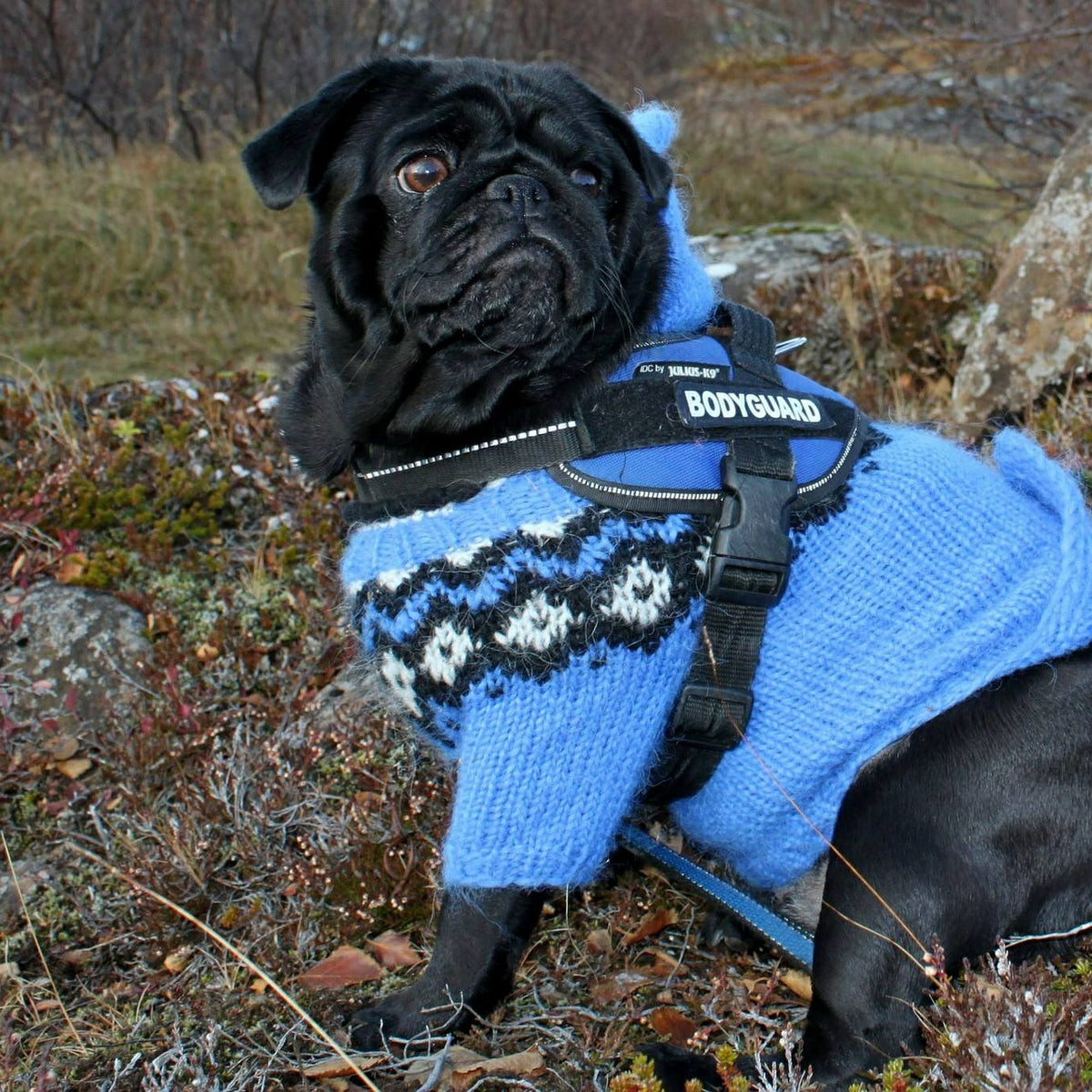 6 Top Winter Coats for Dogs Neater Pets