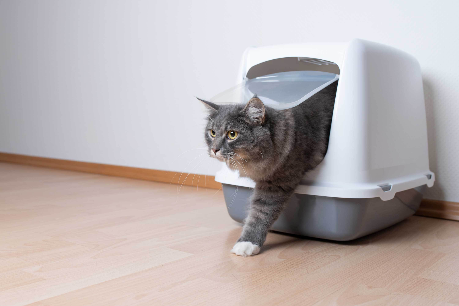 Cat in litter box