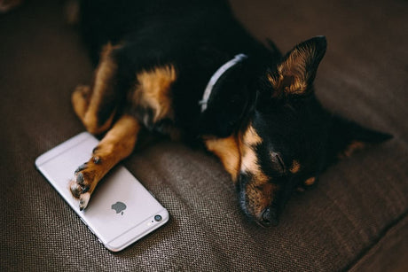 20 Best Apps to Download for Dog Owners (Updated 2020)