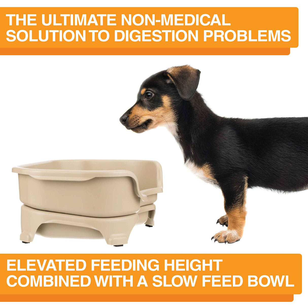 A picture of the Neater Feeder with a dog standing in front of it. The picture explains that the ultimate non-medical solution to digestion problems is elevated feeding combined with a slow feed bowl.