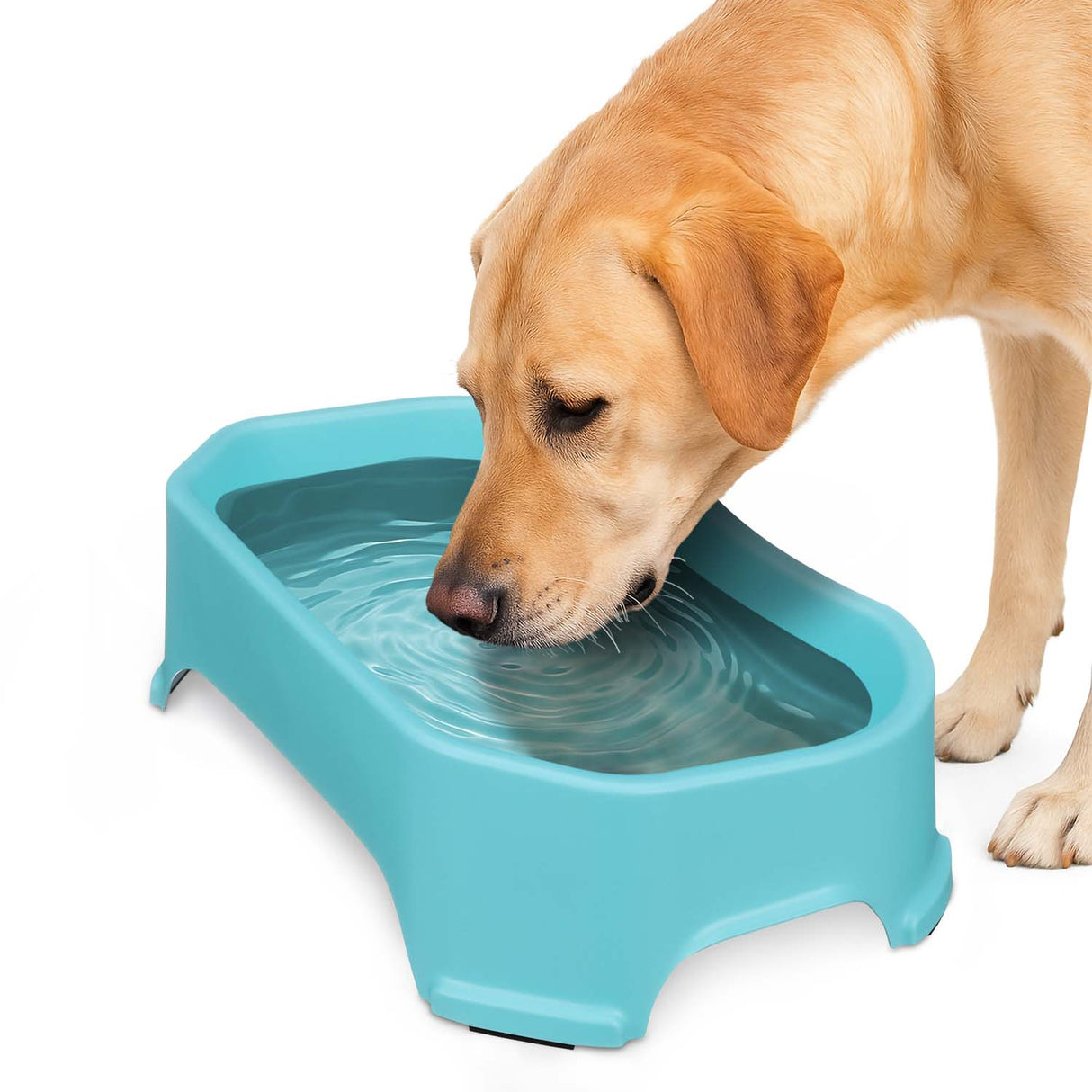 Labrador drinking out of Aquamarine Big Bowl