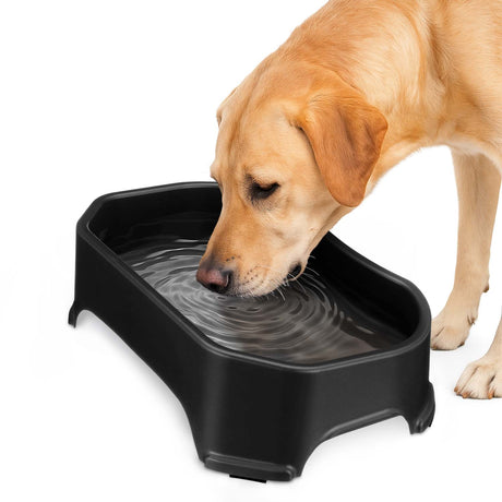 Labrador drinking out of Midnight Black Big Bowl