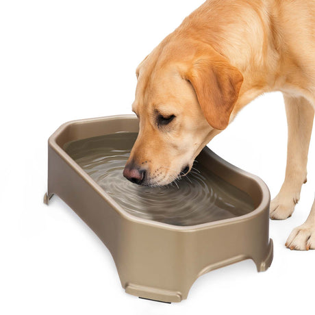 Labrador drinking out of Champagne Big Bowl