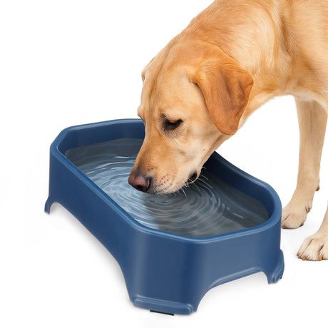 Labrador drinking out of Dark Blue Big Bowl