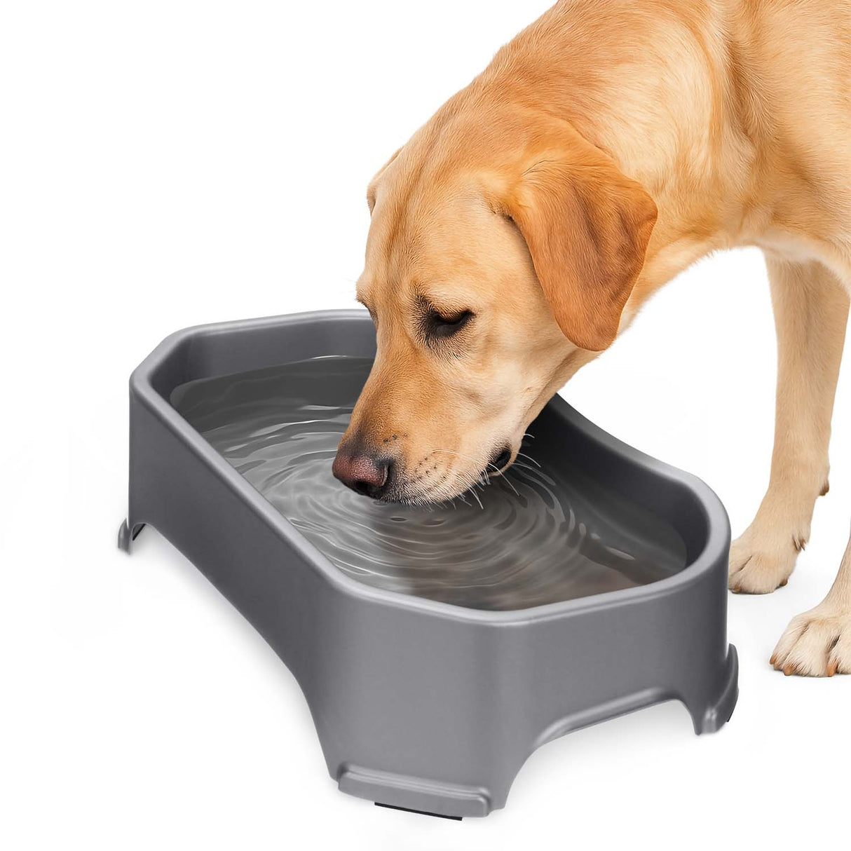 Labrador drinking out of Gunmetal Big Bowl