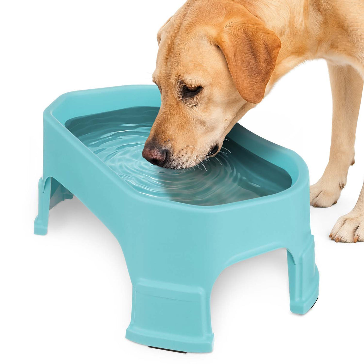 Labrador drinking out of the Big Bowl with Leg Extensions in Aquamarine
