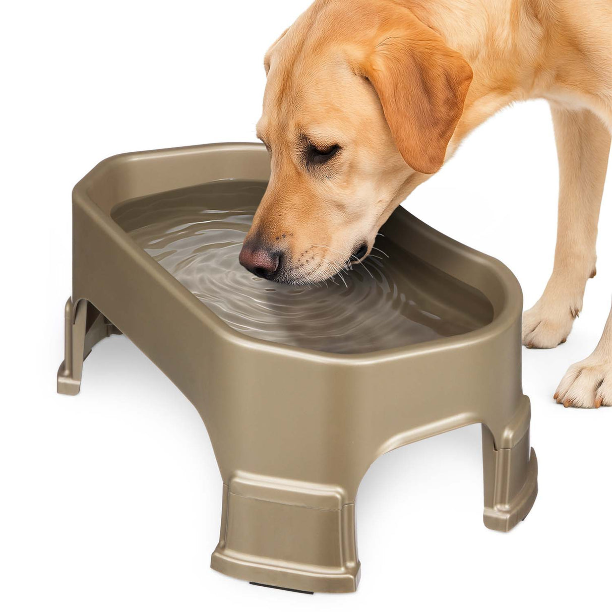 Labrador drinking out of the Big Bowl with Leg Extensions in Champagne