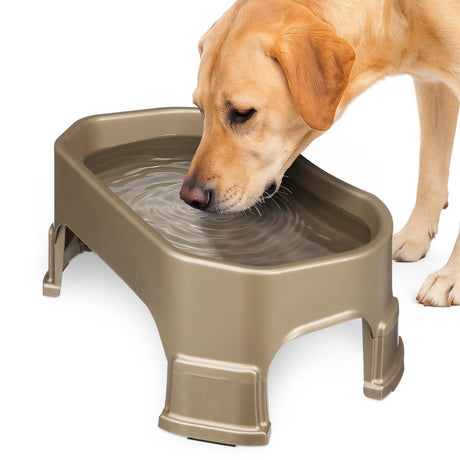 Labrador drinking out of the Big Bowl with Leg Extensions in Champagne