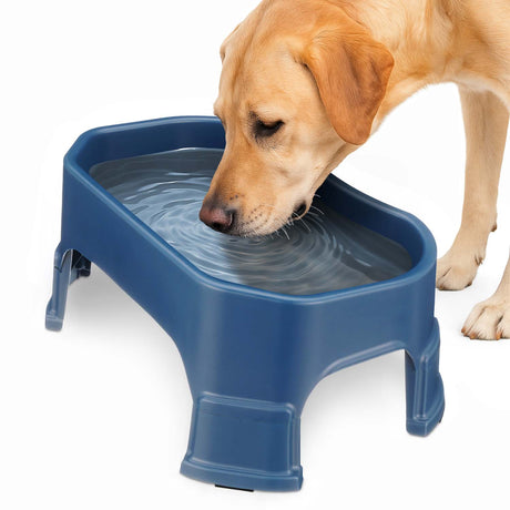 Labrador drinking out of the Big Bowl with Leg Extensions in Dark Blue