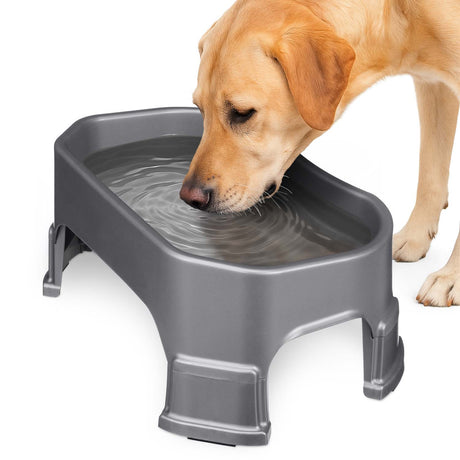 Labrador drinking out of the Big Bowl with Leg Extensions in Gunmetal