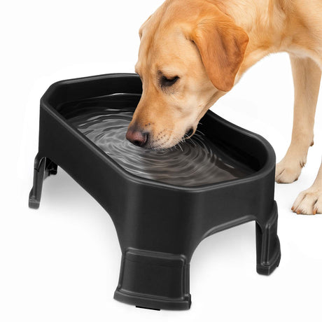 Labrador drinking out of the Big Bowl with Leg Extensions in Midnight Black