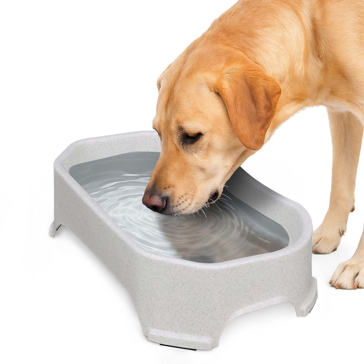 Labrador drinking out of Vanilla Bean Big Bowl