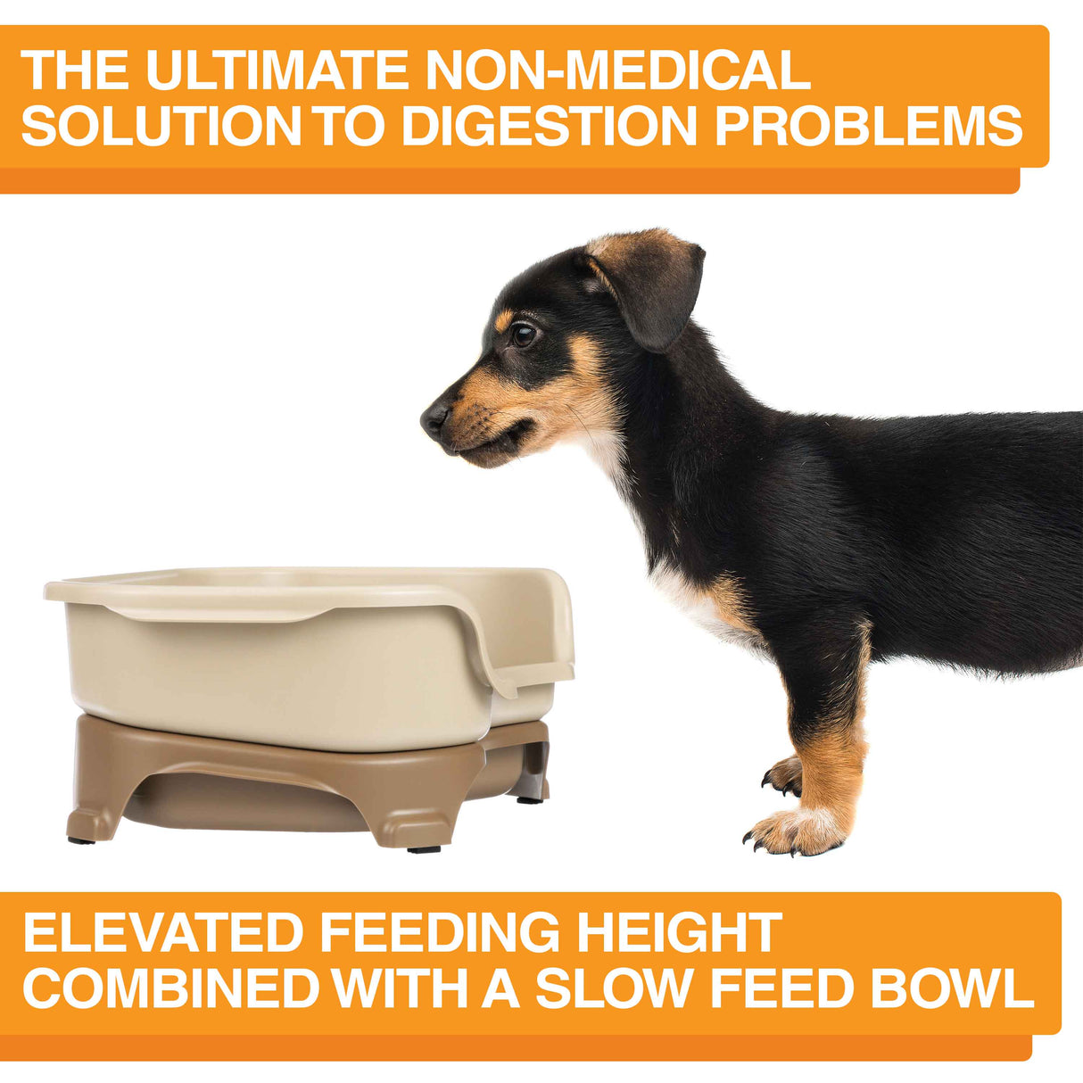 A picture of the Neater Feeder with a dog standing in front of it. The picture explains that the ultimate non-medical solution to digestion problems is elevated feeding combined with a slow feed bowl.